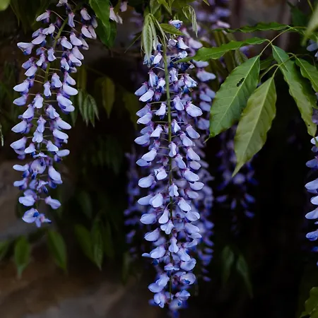 Villa Tuscany Gorello. In Toscana. Jacuzzi Con Tetto In Cristallo,piscina Arezzo