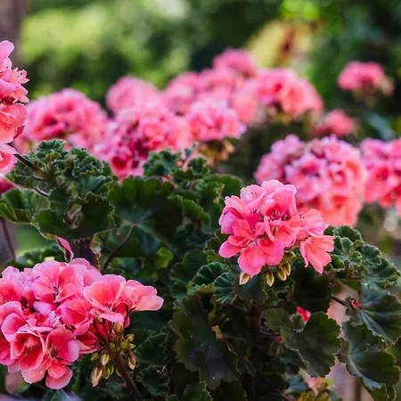 Tuscany Gorello. In Toscana. Jacuzzi Con Tetto In Cristallo,piscina Villa Arezzo